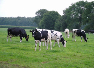 Triunfar como emprendedor rural